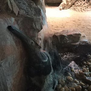 Giant Anteater Shower