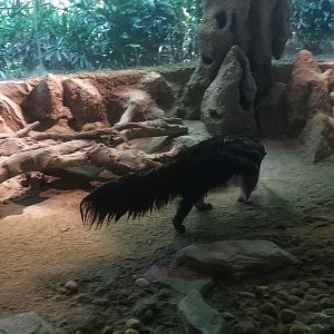Giant Anteater Indoors