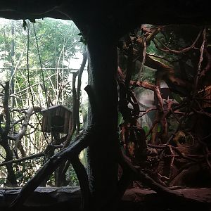 Callitrichid Exhibit