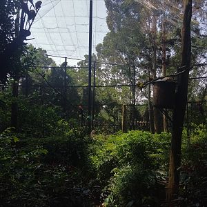 Walkthrough Aviary