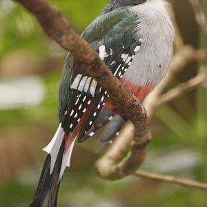 Cuban Trogon (Priotelus temnurus), September 2019