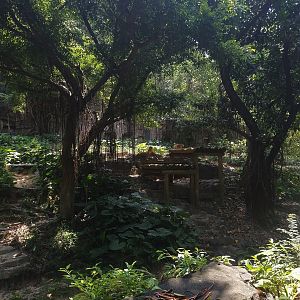 Golden Tiger  Exhibit