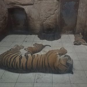 Tiger Nursery
