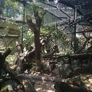Leopard Exhibit