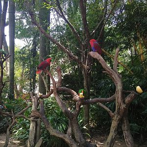 Eclectus Parrots on a Stick