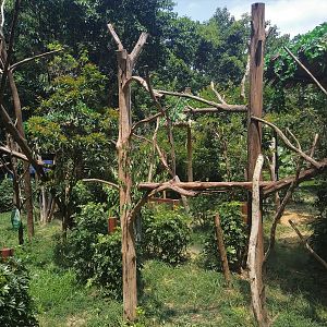 Koala Outdoor Exhibits