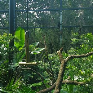 Francois Langur Exhibit