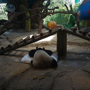 Giant Panda Indoor Exhibit
