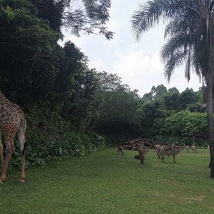 Savannah Exhibit, seen from Safari Bus