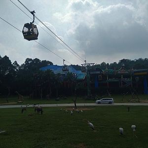 Savannah Exhibit Cable Car Station, seen from Safari Bus