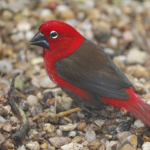 Crimson Seedcracker (Pyrenestes sanguineus) - an adult male on the ground, September 2019