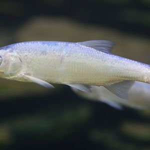 Unknown Fish