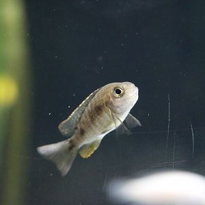 Unknown Cichlid