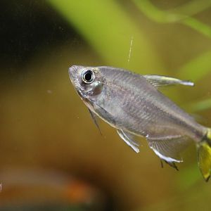 Unknown Tetra