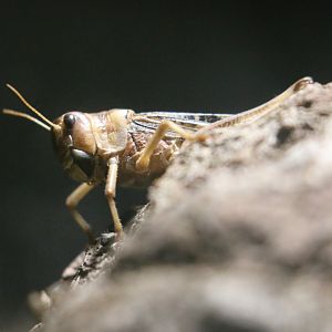 Unknown Cricket