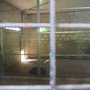 Mountain lion indoor holding, 2019-08-04