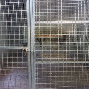 Mountain lion indoor holding, 2019-08-04