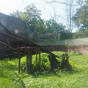 Eurasian lynx exhibit, 2019-08-04