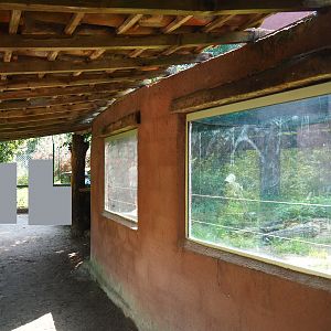 Eurasian lynx and Central African leopard viewing area, 2019-08-04