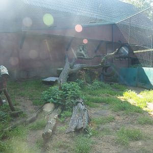 Central African leopard exhibit, 2019-08-04