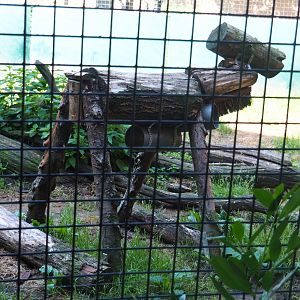 Central African leopard enrichment contraption, 2019-08-04