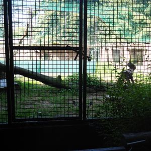 Central African leopard exhibit, 2019-08-04