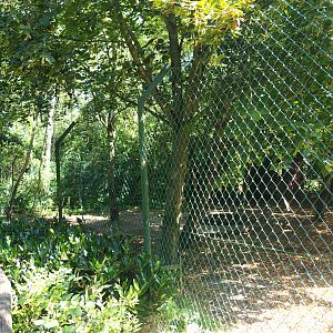 White African lion exhibit, 2019-08-04