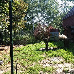White African lion exhibit, 2019-08-04
