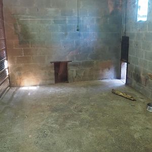 Central African leopard indoor holding, 2019-08-04