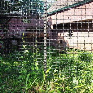 Mountain lion exhibit, 2019-08-04