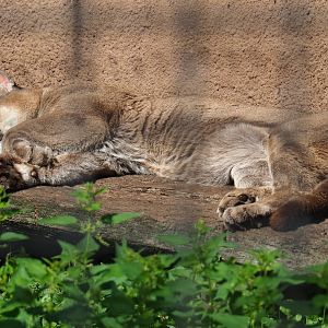 Mountain lion (Puma concolor), 2019-08-04