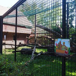 Central African leopard exhibit, 2019-08-04