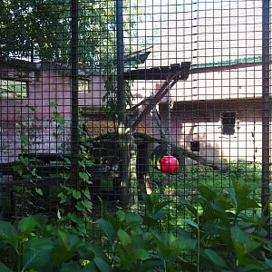 Mountain lion exhibit, 2019-08-04