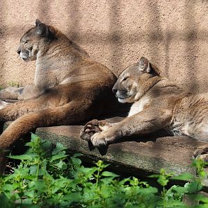 Mountain lions exhibit, 2019-08-04