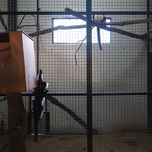 Black-and-white ruffed lemur indoor housing, 2019-08-04