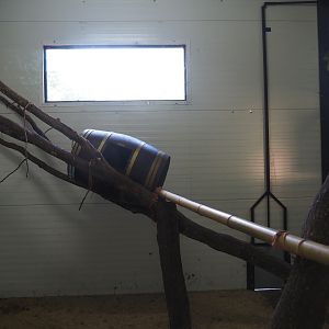 Black-and-white ruffed lemur island and house, 2019-08-04