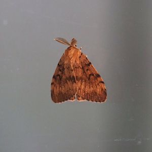 Wild male European gypsy moth (Lymantria dispar dispar), 2019-08-04