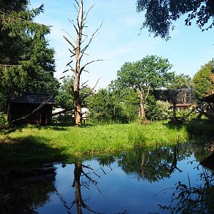 Black-and-white ruffed lemur island, 2019-08-04
