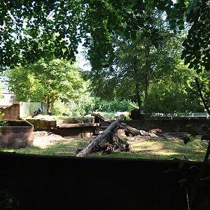 African crested porcupine exhibit, 2019-08-04