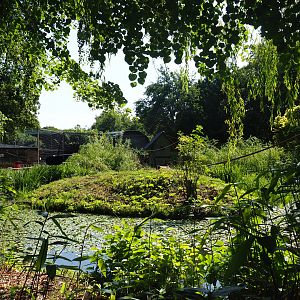 Common squirrel monkey exhibit, 2019-08-04