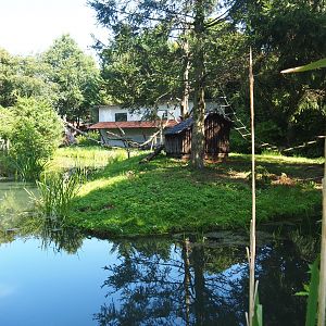 Black-and-white ruffed lemur island, 2019-08-04