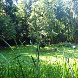 First Striped hyena exhibit, 2019-08-04