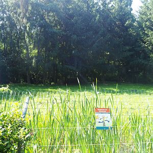 Second Striped hyena exhibit, 2019-08-04