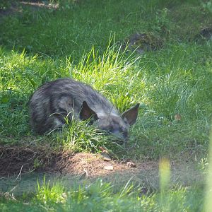 Striped hyena (Hyaena hyaena), 2019-08-04