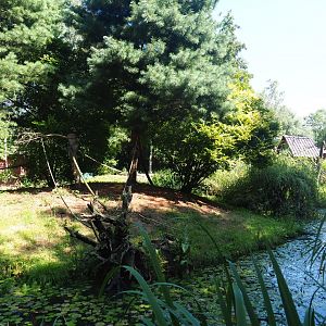 Common squirrel monkey island, 2019-08-04