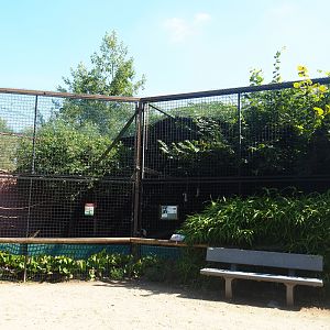 Black-and-white ruffed lemur exhibit, 2019-08-04