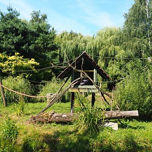Common squirrel monkey island, 2019-08-04