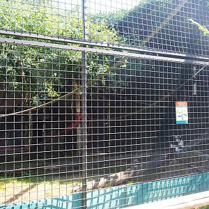 Black-and-white ruffed lemur exhibit, 2019-08-04