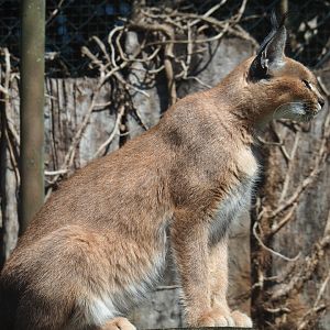 Caracal (Caracal caracal), 2019-08-04