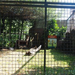 Serval exhibit, 2019-08-04
